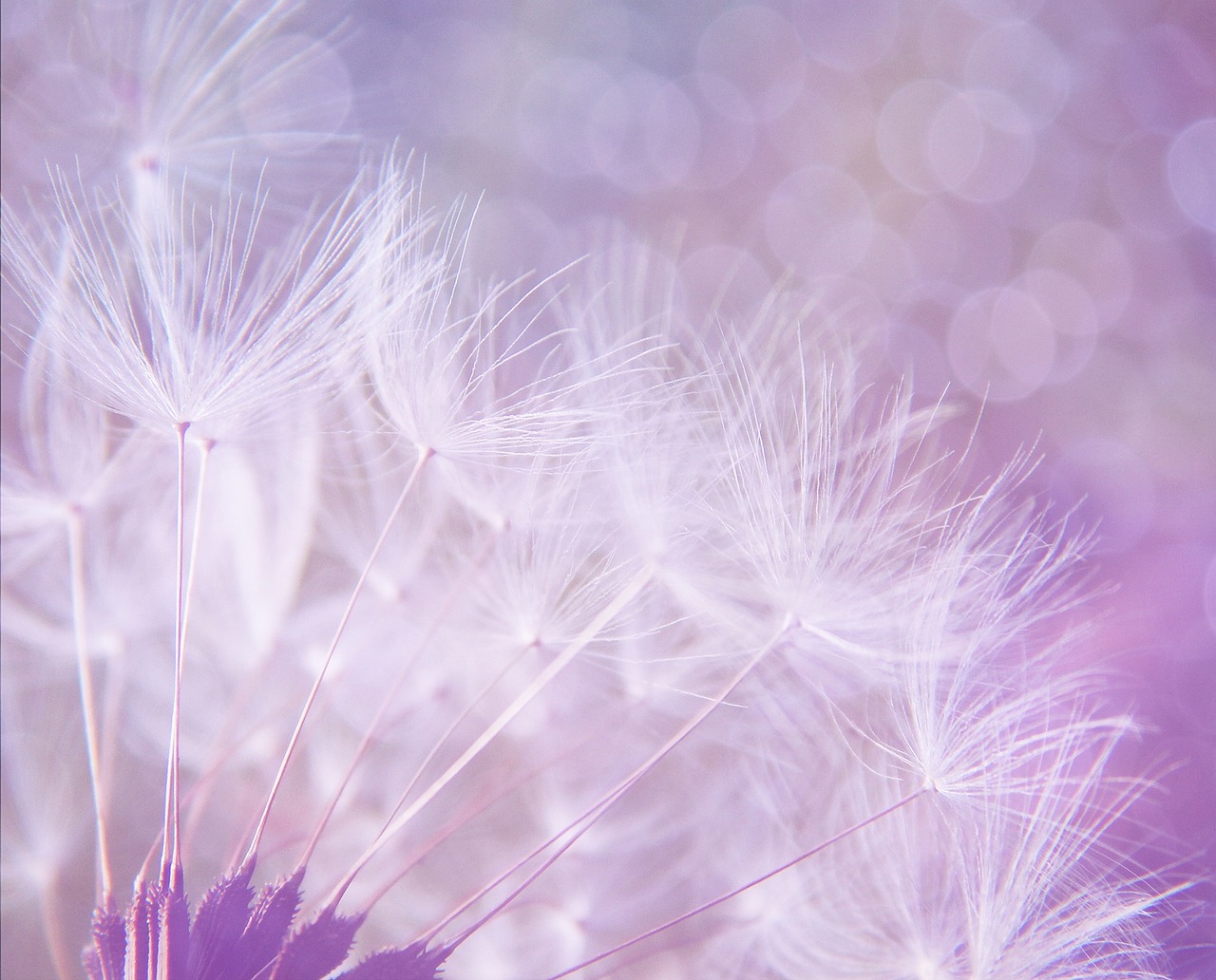 dandelion abstract purple free photo