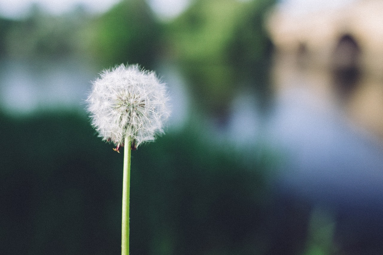 dandelion flower nature free photo