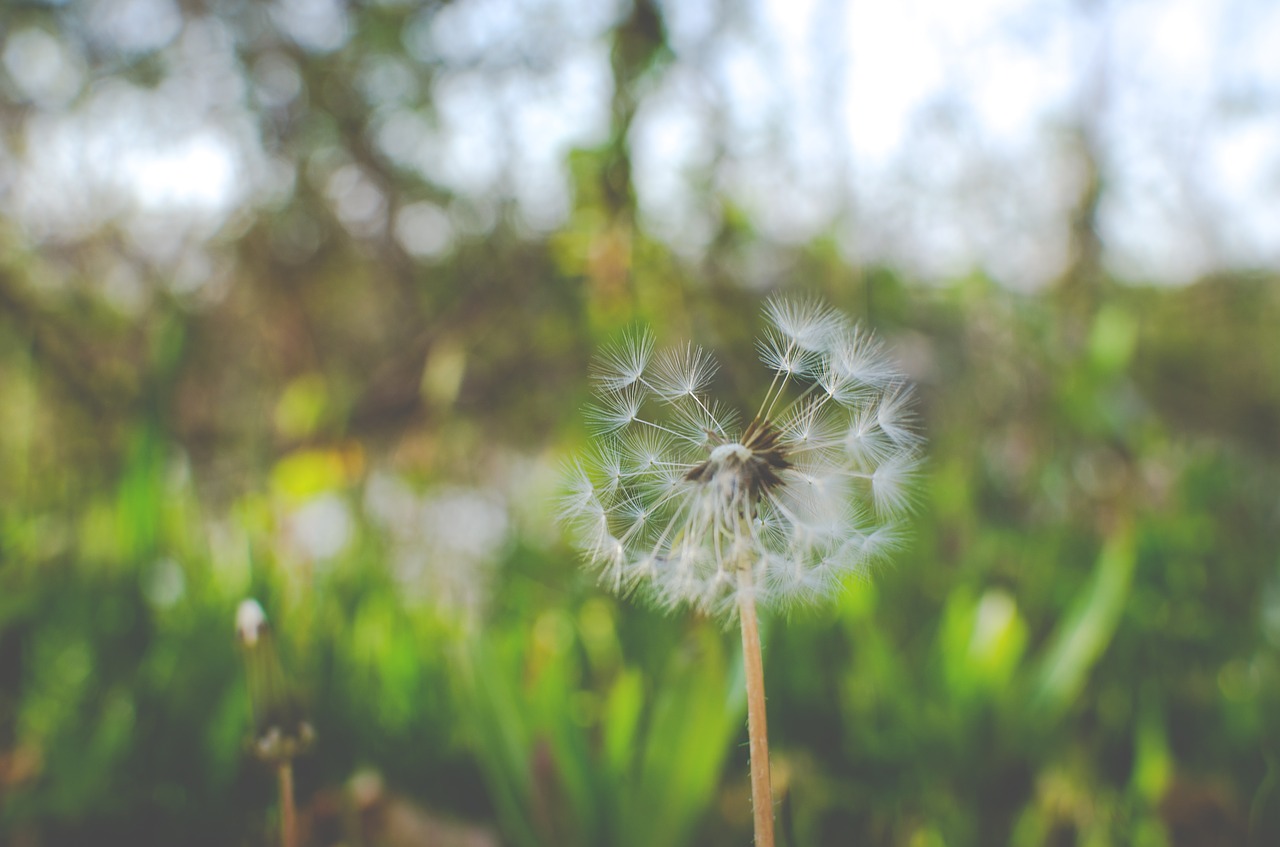 dandelion flower nature free photo