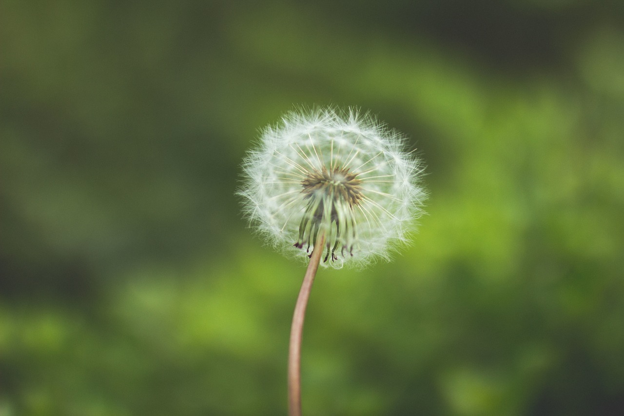 dandelion flower nature free photo