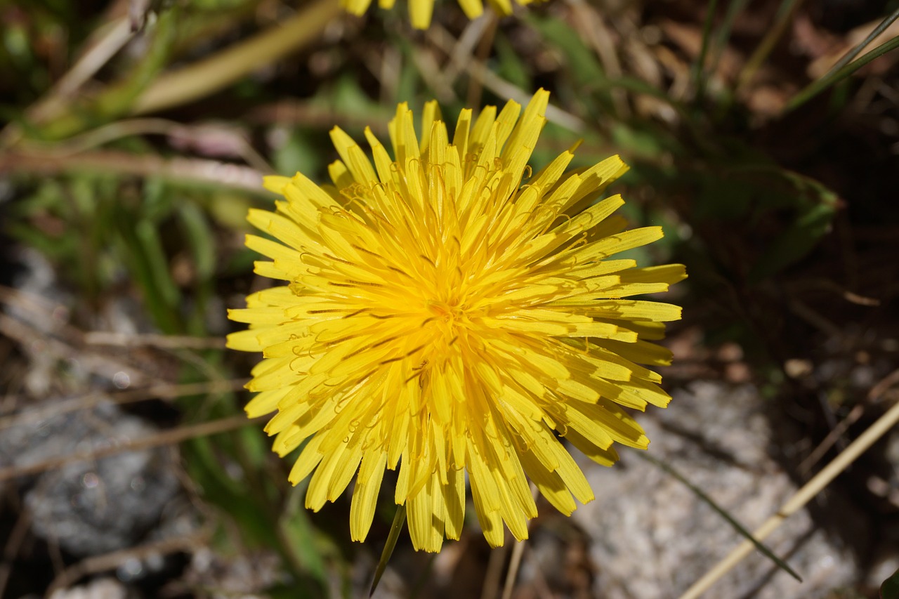 dandelion flower weeds free photo