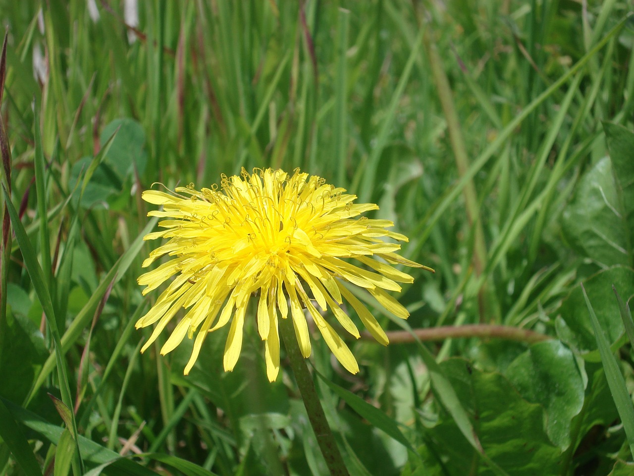 dandelion yellow flower flower free photo