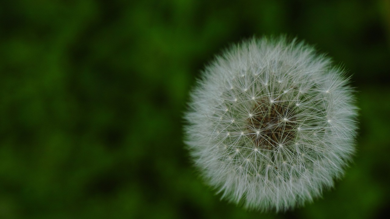 dandelion dandelion mr hall white free photo