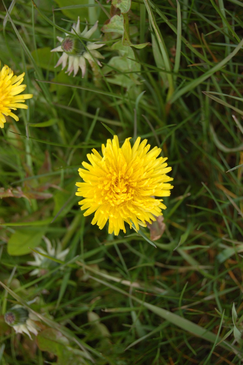 dandelion flower bloom free photo