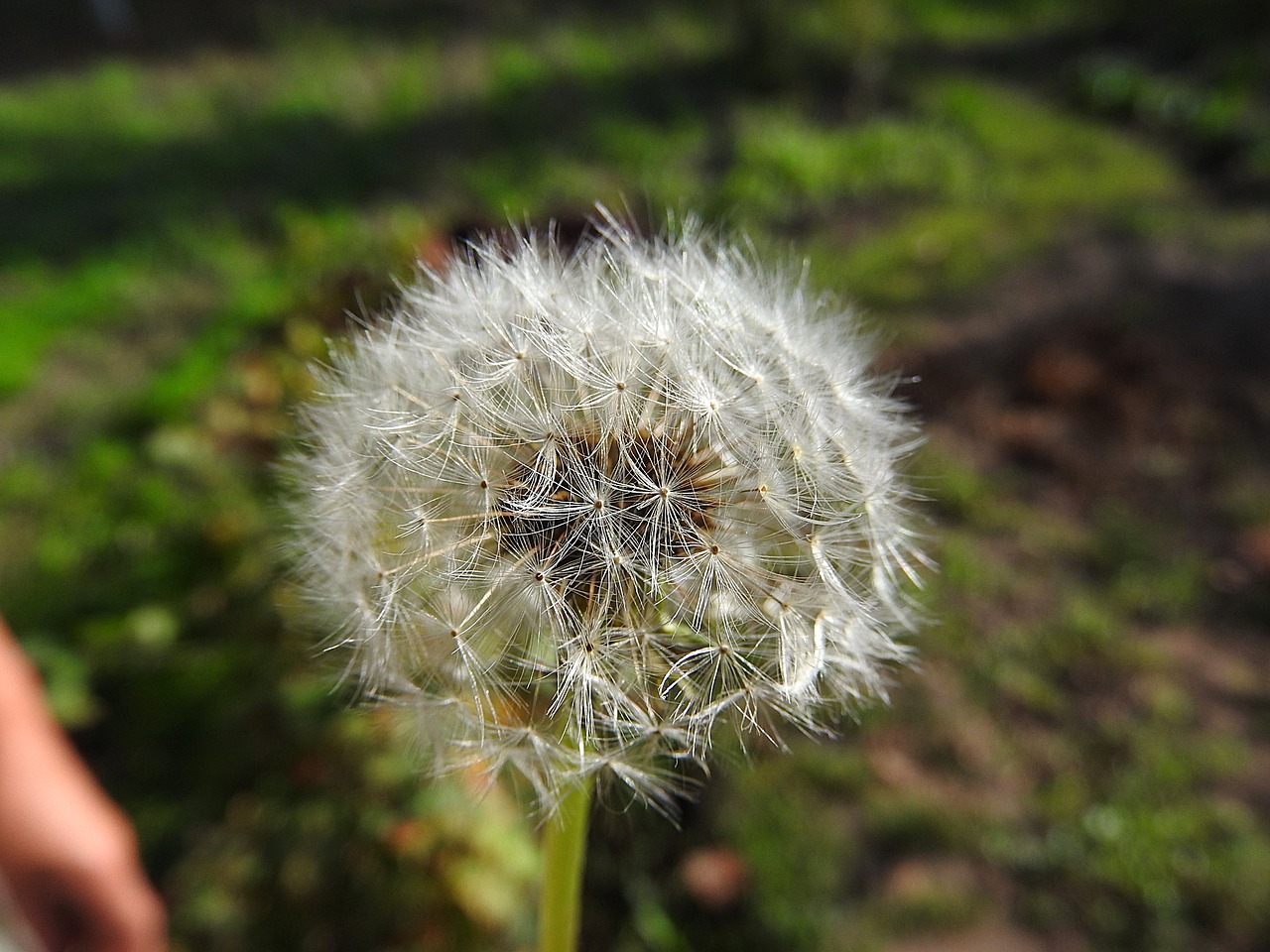 dandelion flower wild flower free photo