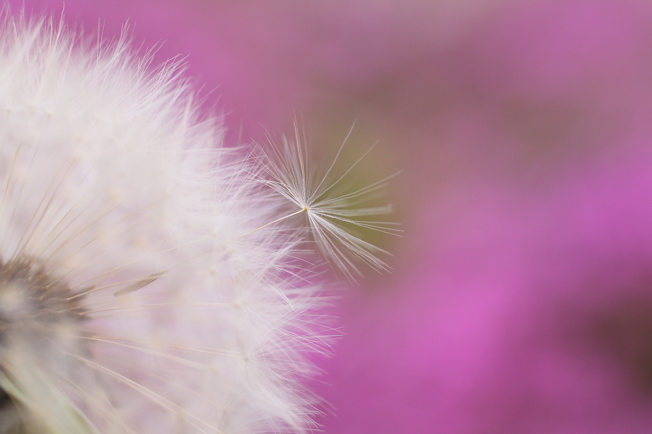 dandelion flower flying seeds free photo