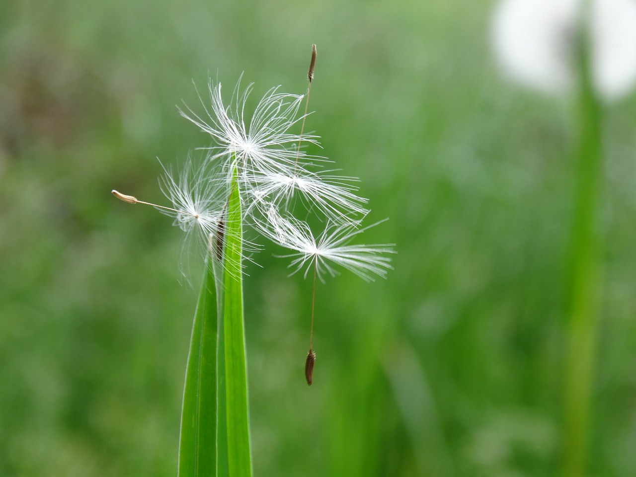 dandelion seed nature free photo