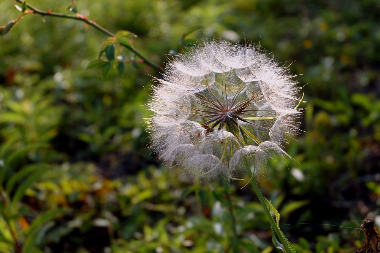 dandelion white gold free photo