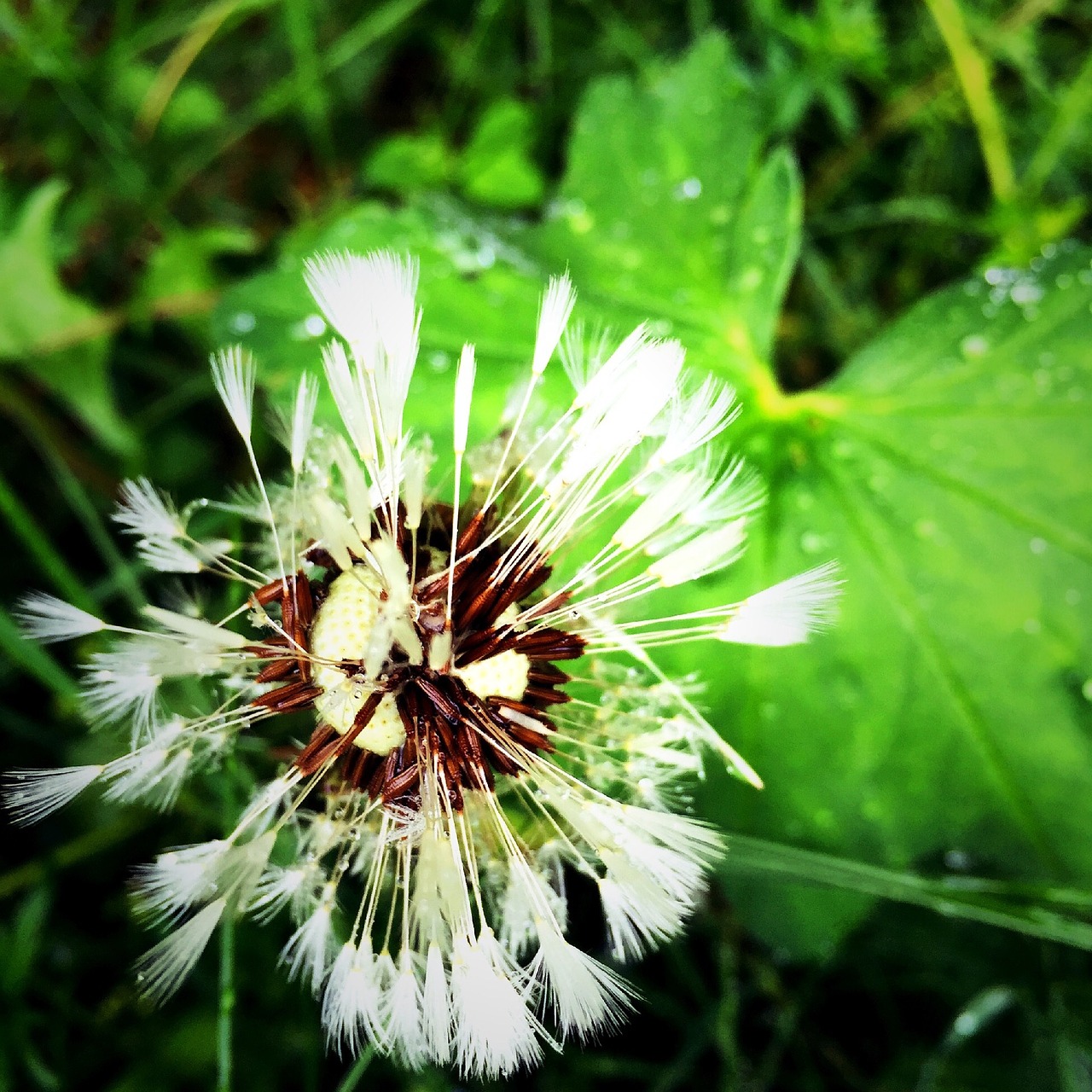 dandelion flower beautiful free photo