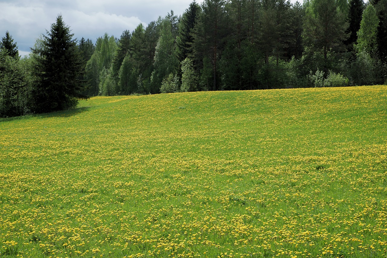 dandelion field landscape photo free photo