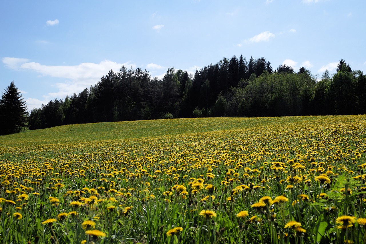 dandelion field landscape photo free photo