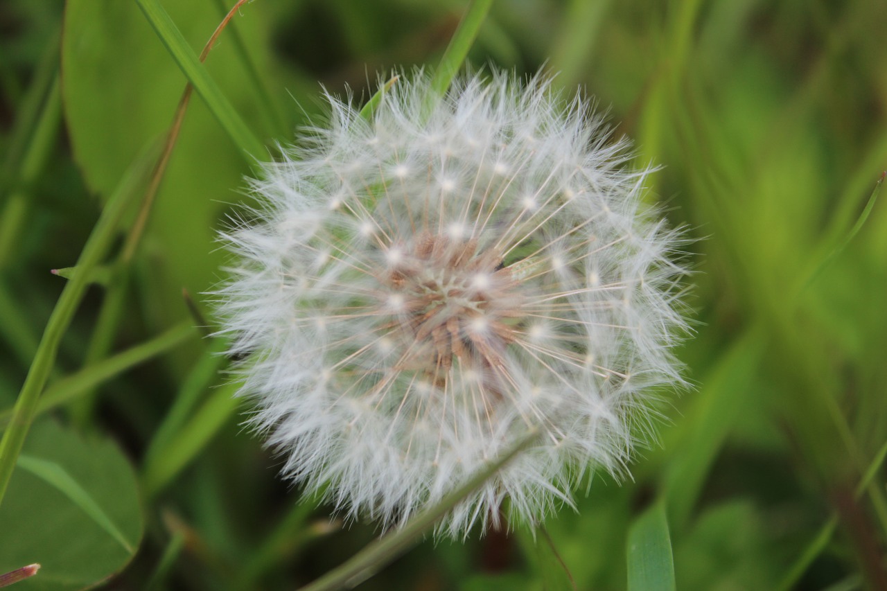 dandelion white garden free photo