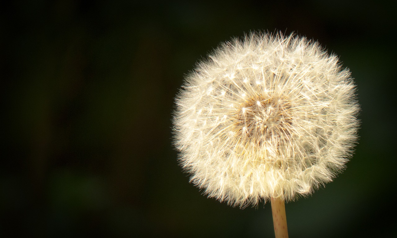 dandelion close seeds free photo