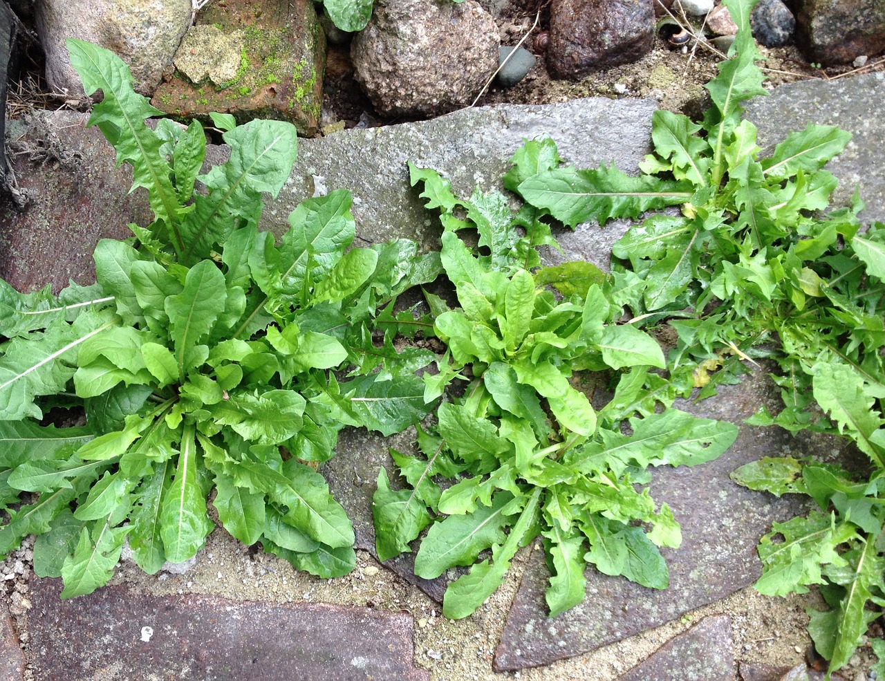 dandelion weeds garden free photo