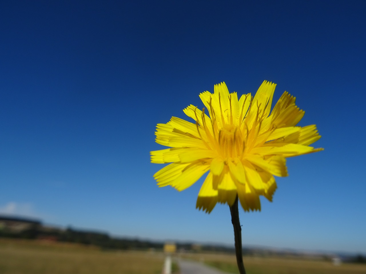 hawkweed flower blossom free photo