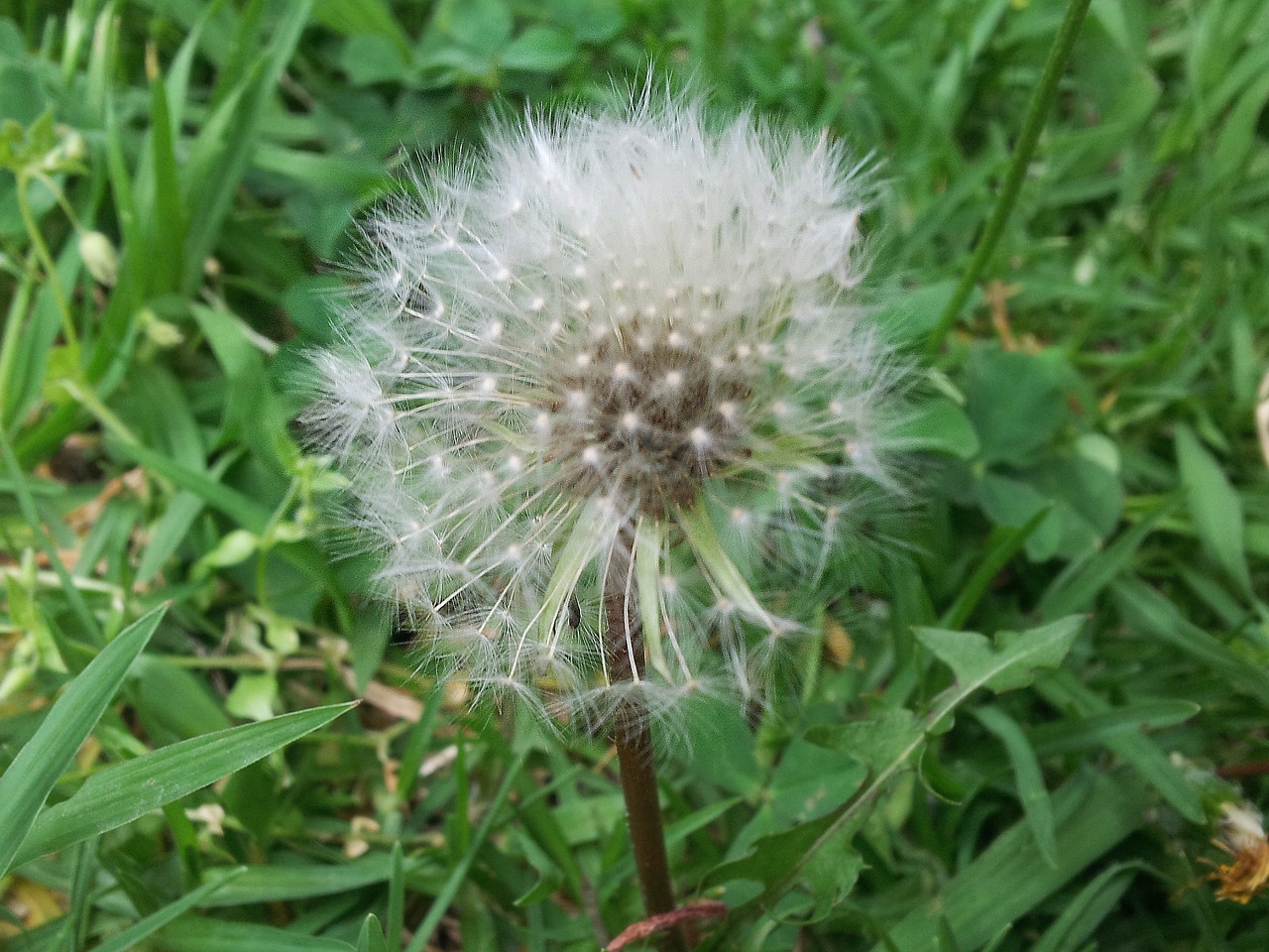 dandelion grass nature free photo