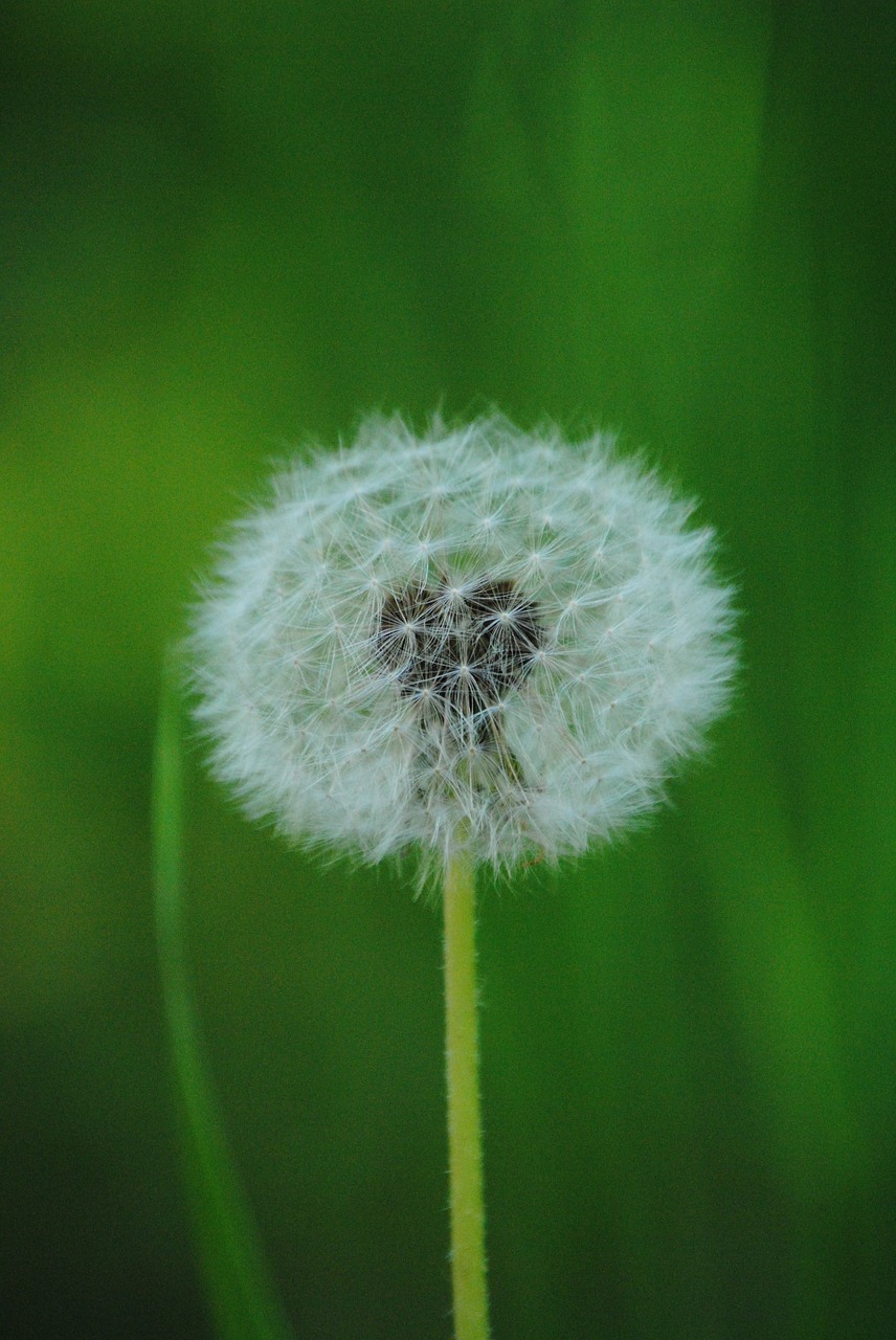 dandelion nature flower free photo