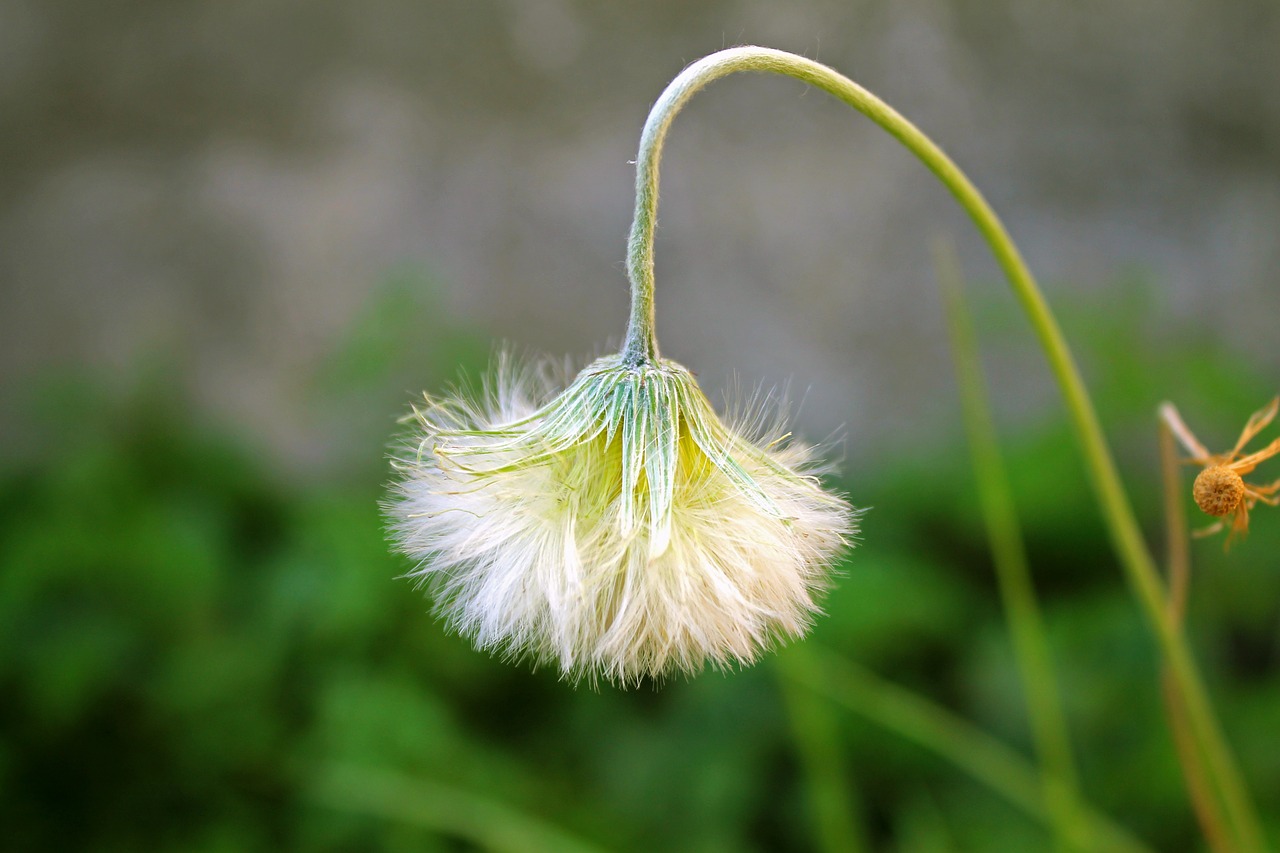 dandelion flower garden free photo