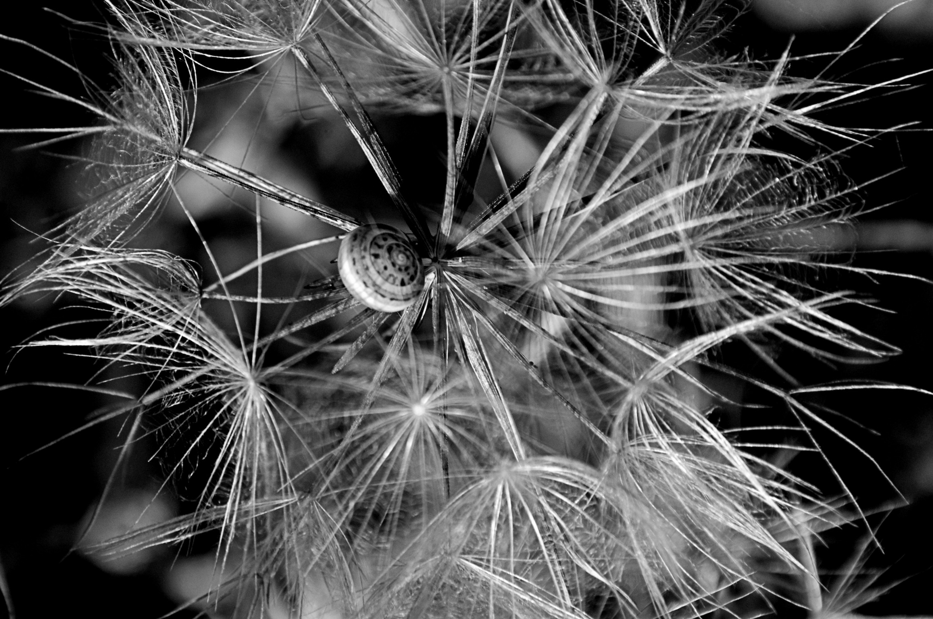 dandelion snail black white free photo
