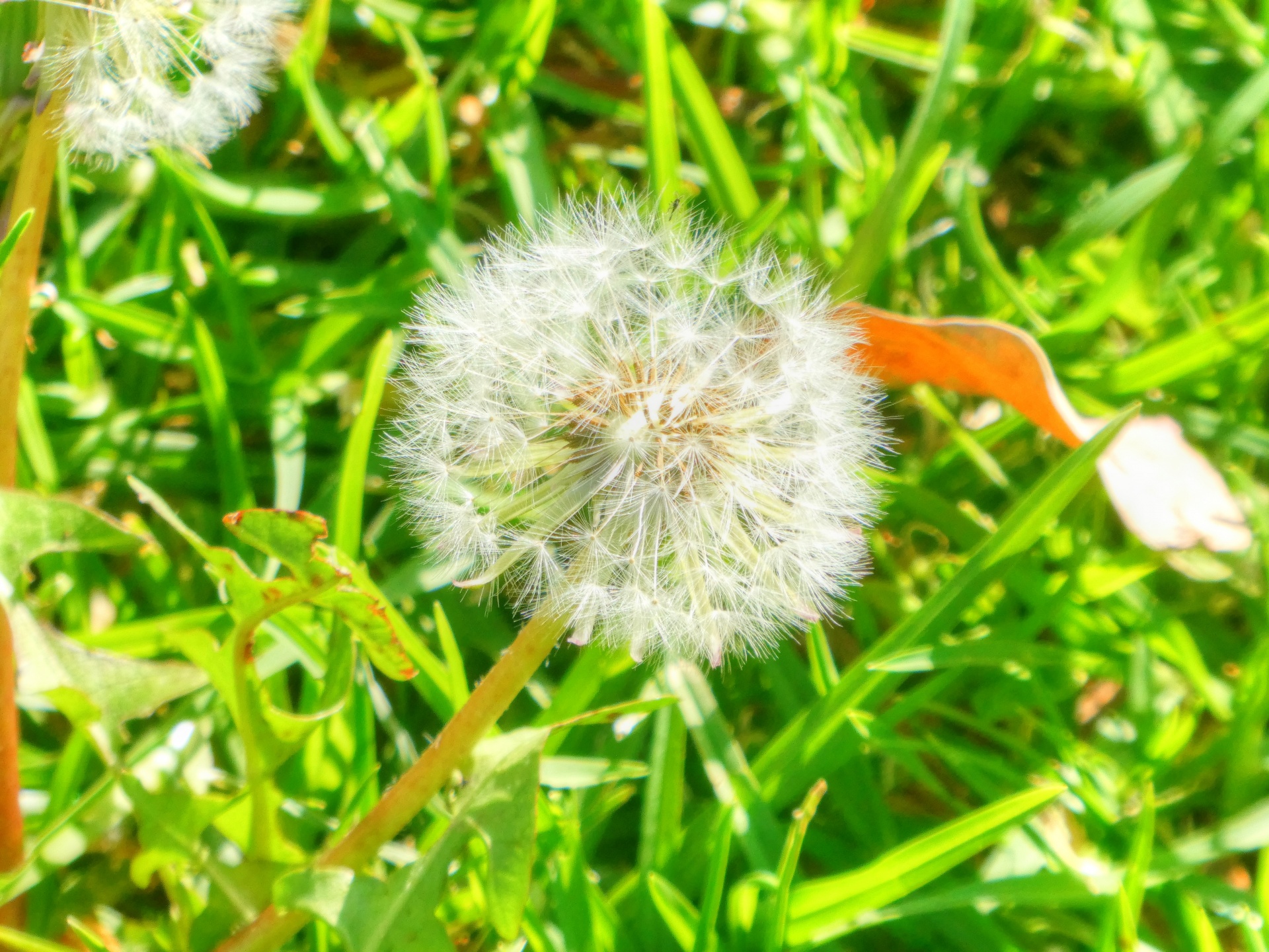 dandelion dandelions flower free photo