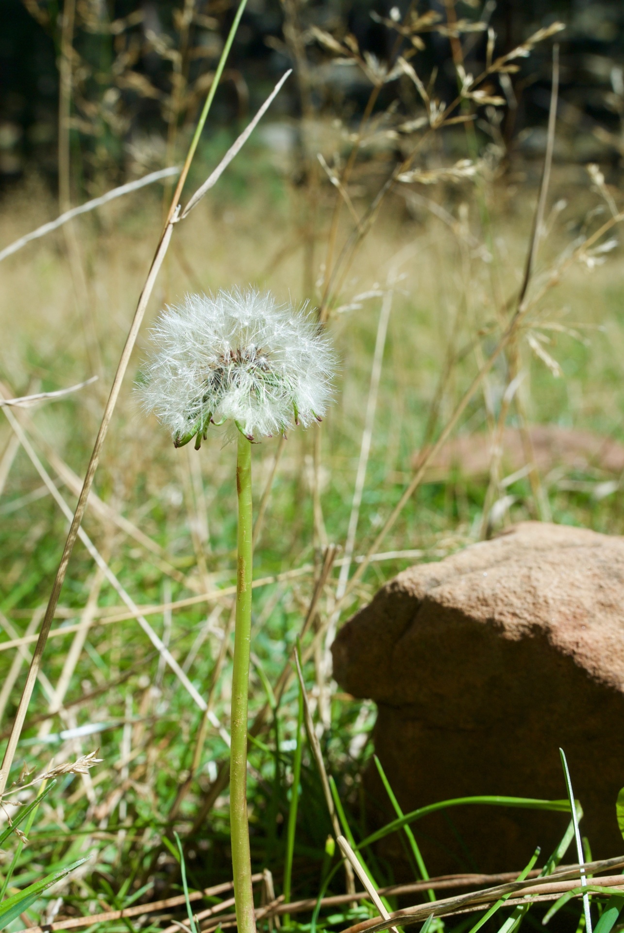 dandelion forest wish free photo