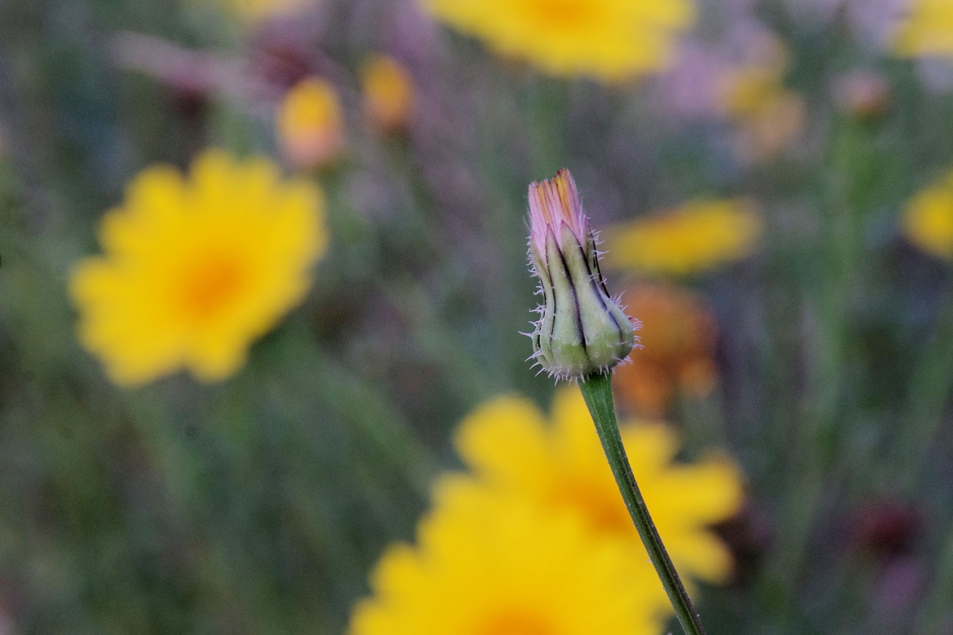 dandelion taraxacum officinale bud free photo