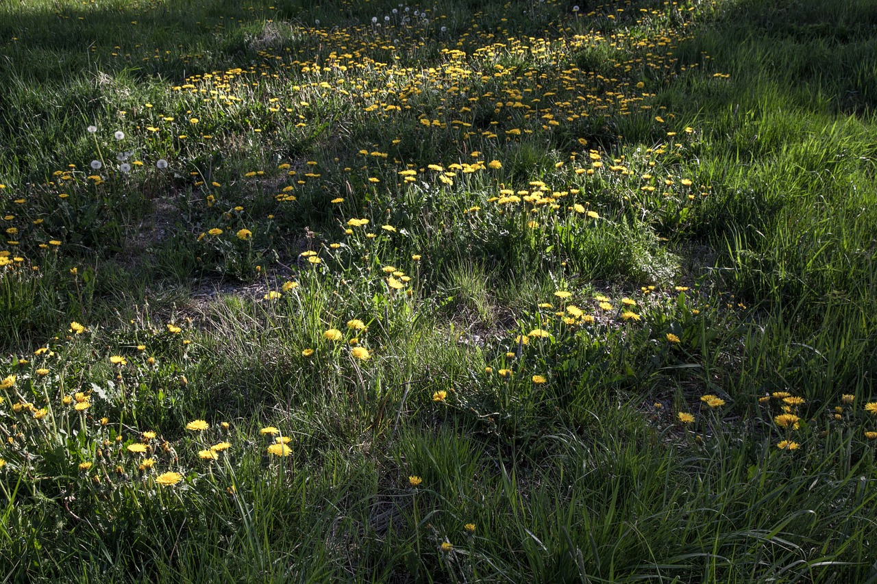 dandelion field dandelions green free photo