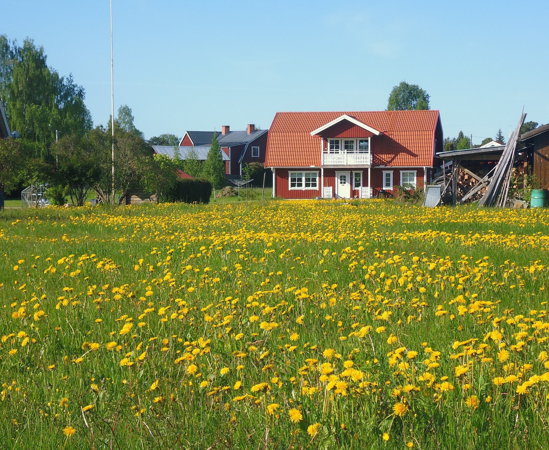 sweden swedish yellow flower field free photo