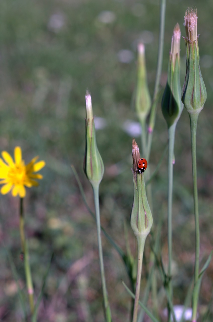 dandelion field ladybug yellow flower free photo