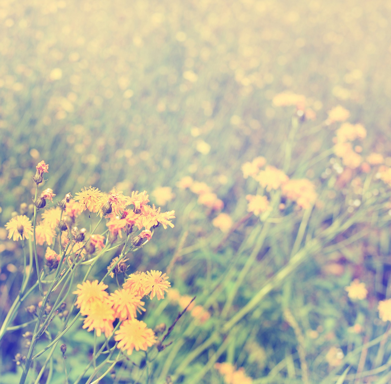 dandelion field dandelion flower free photo