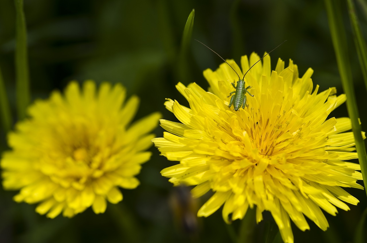 dandelion flower yellow close free photo