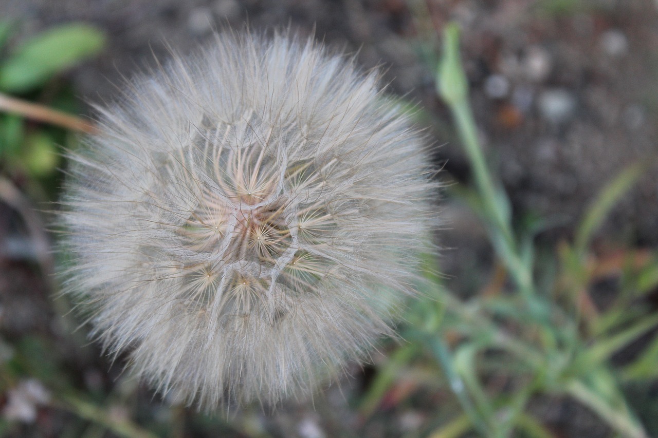 dandelion flower dandelion flower free photo