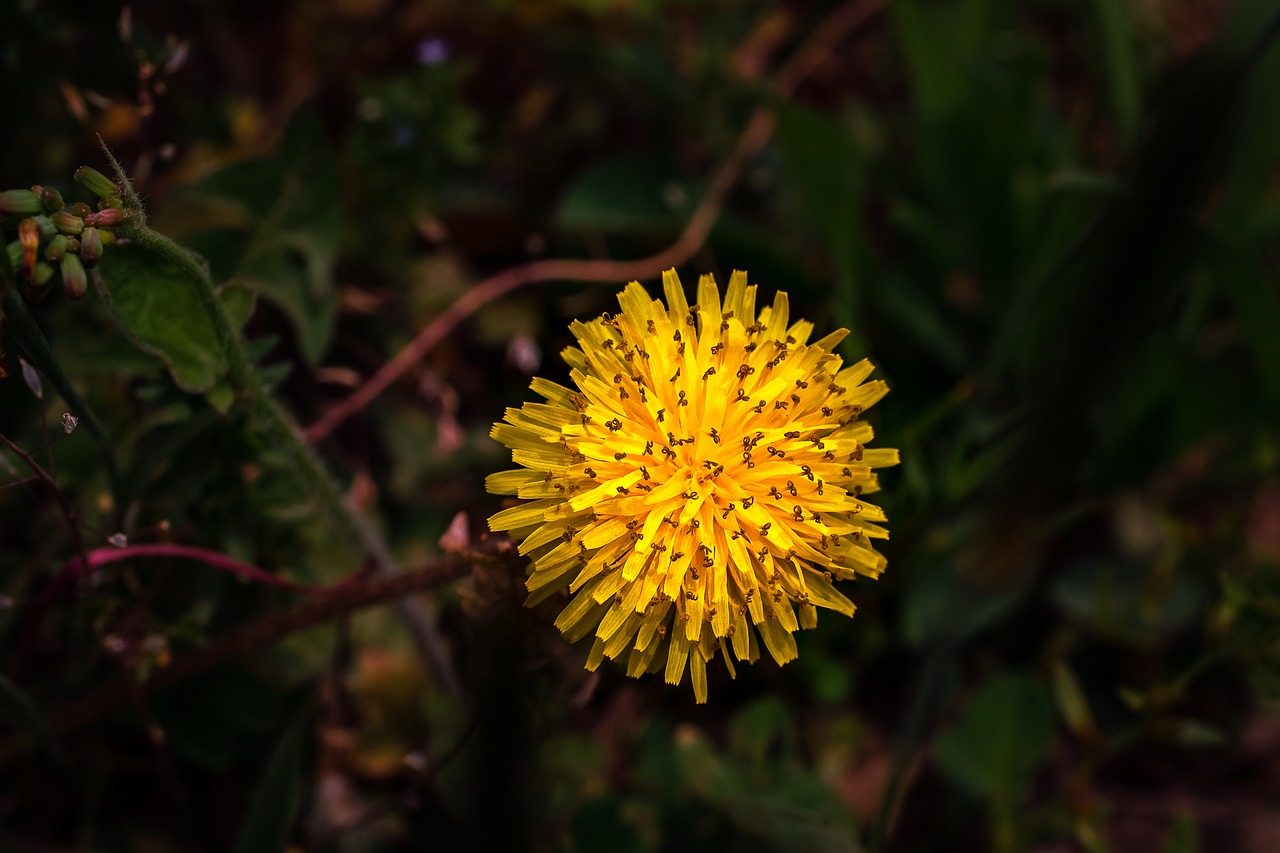 dandelion flower  mr hall  yellow flowers free photo