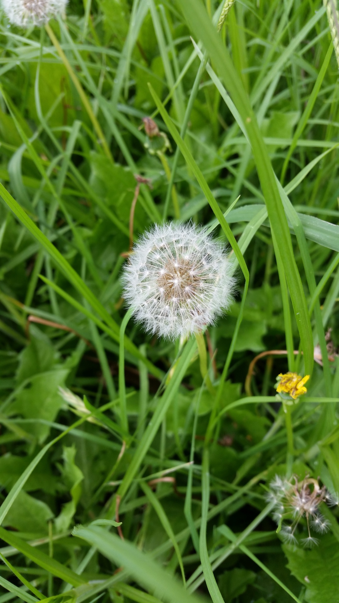 dandelion flower grass free photo