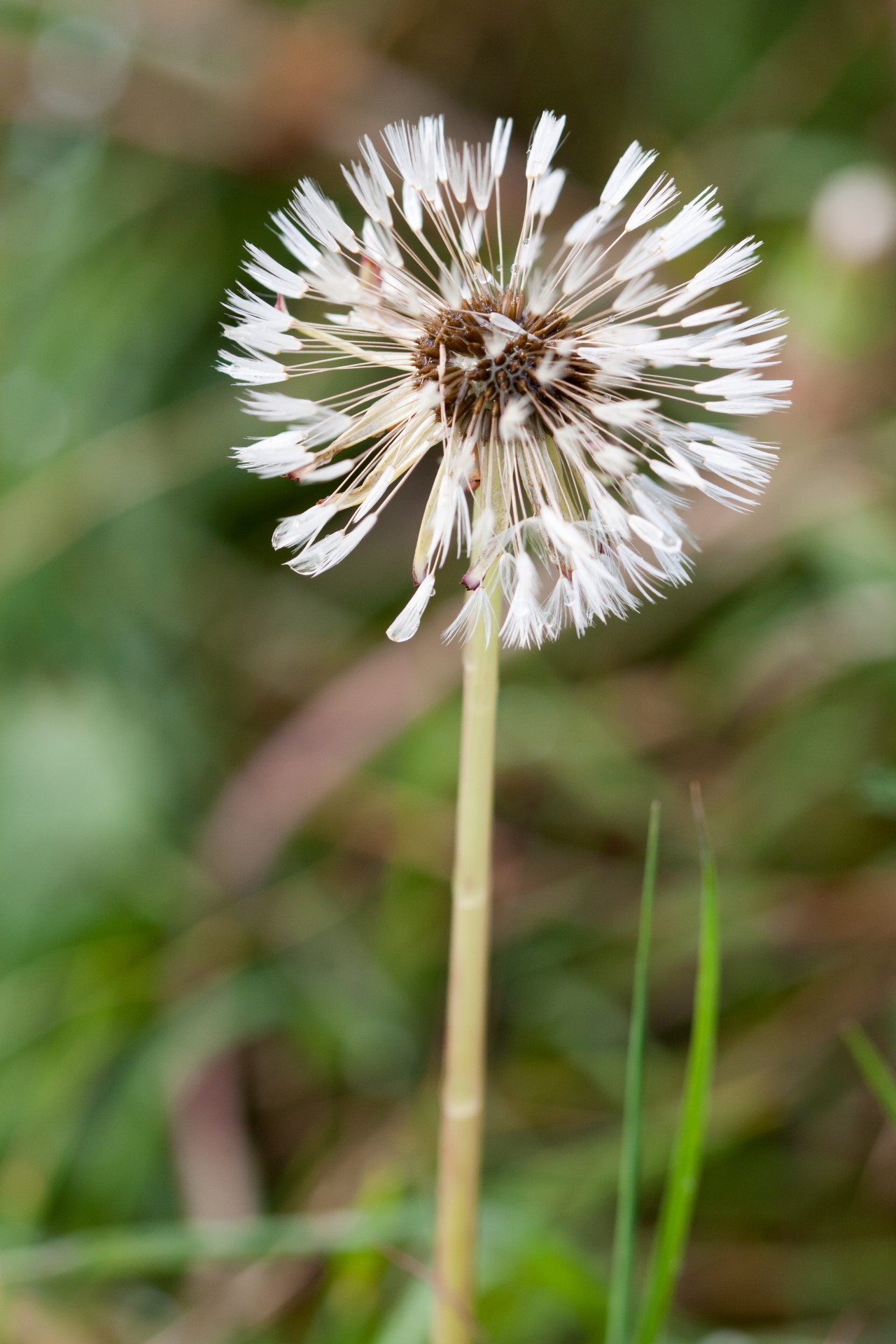 dandelion fluff seed free photo