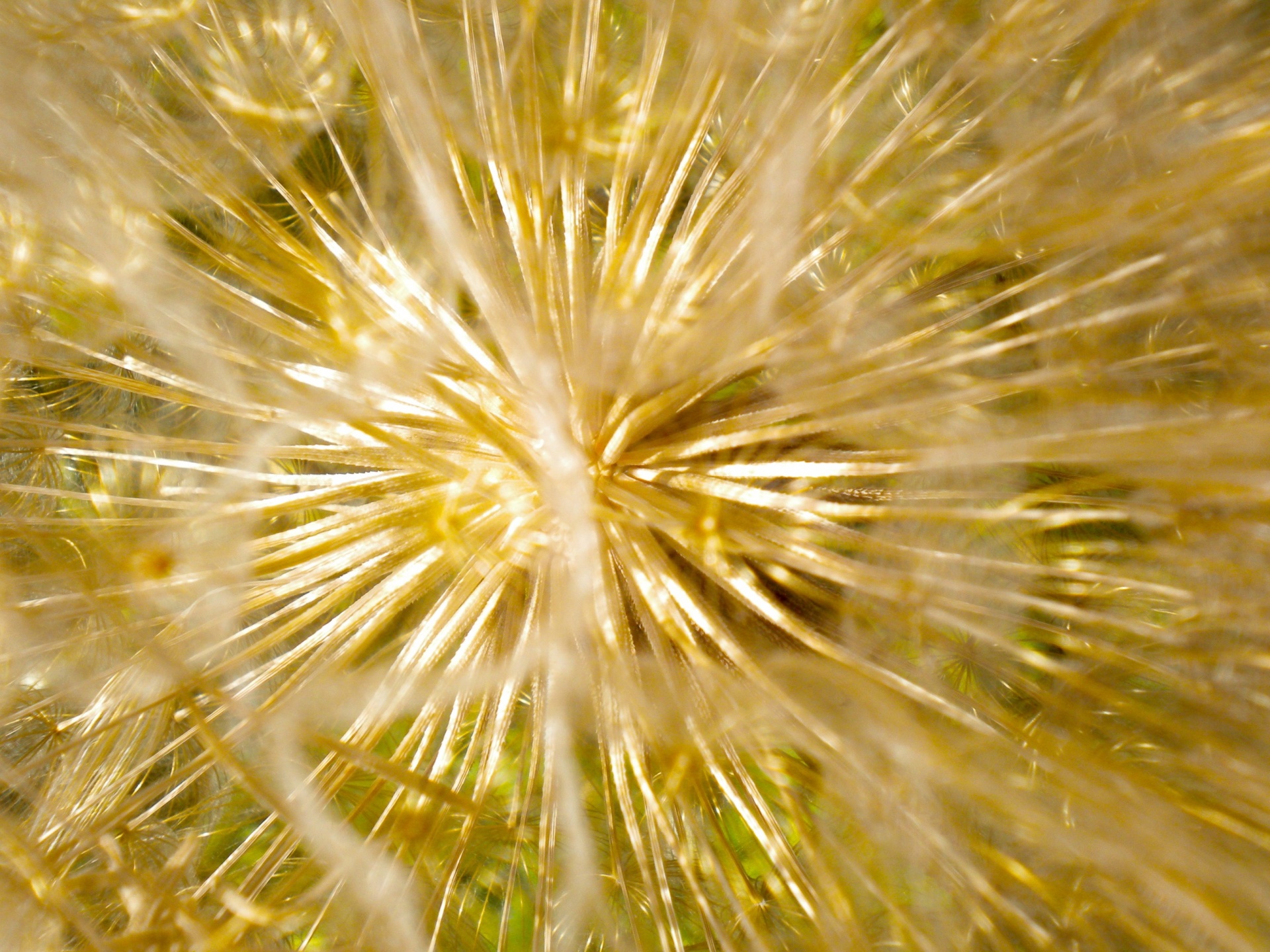 dandelion macro dandelion in reproductive stage free photo