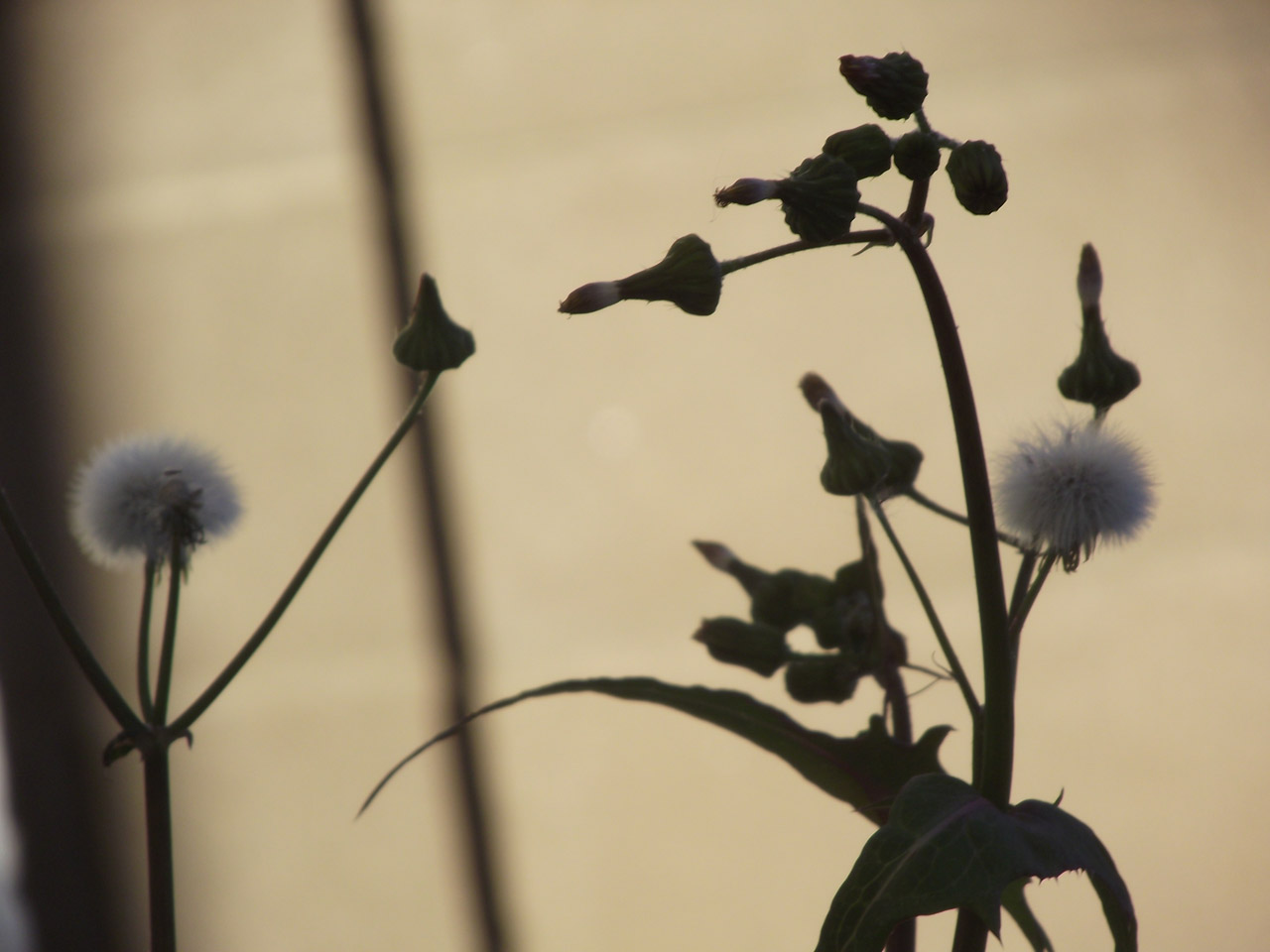 dandelion breeze wind free photo