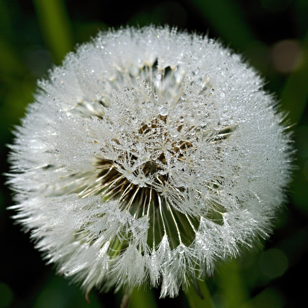 dandelion light water free photo