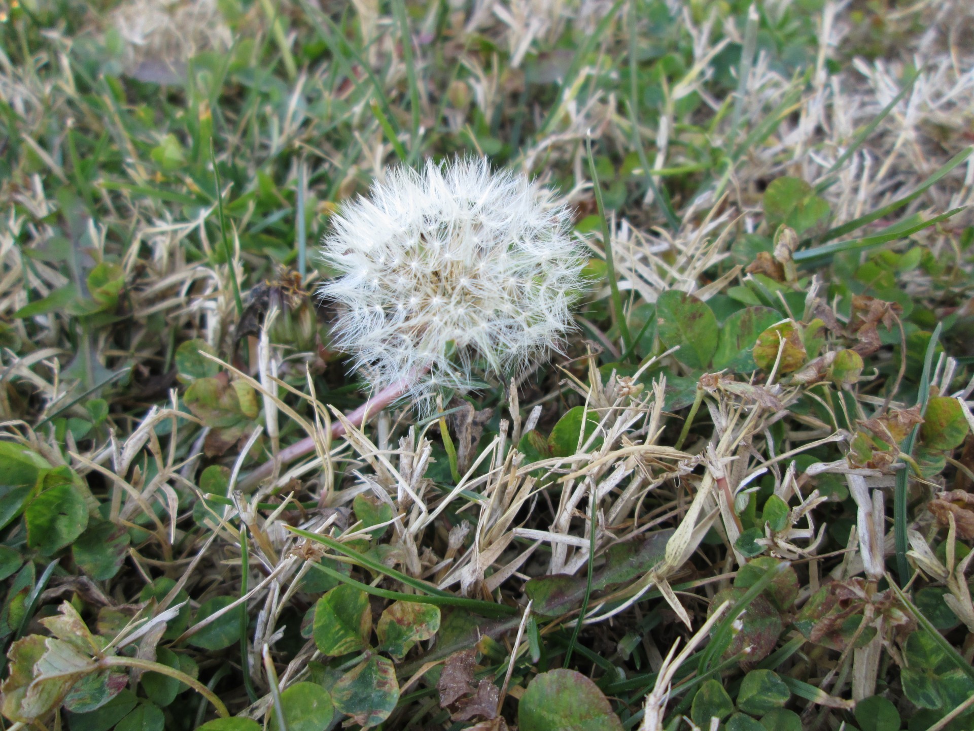 dandelion tuft seed free photo