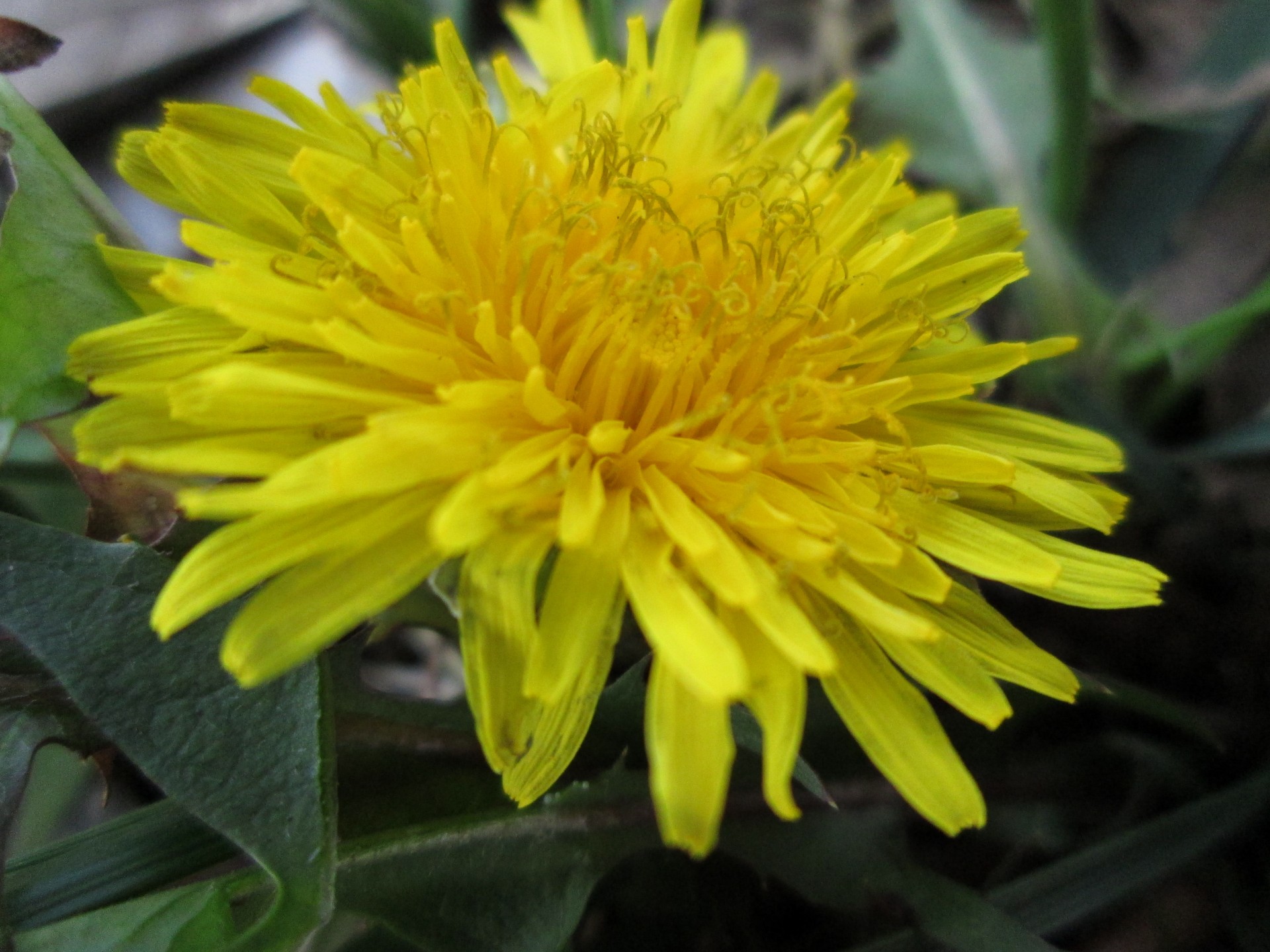 dandelion flower macro free photo