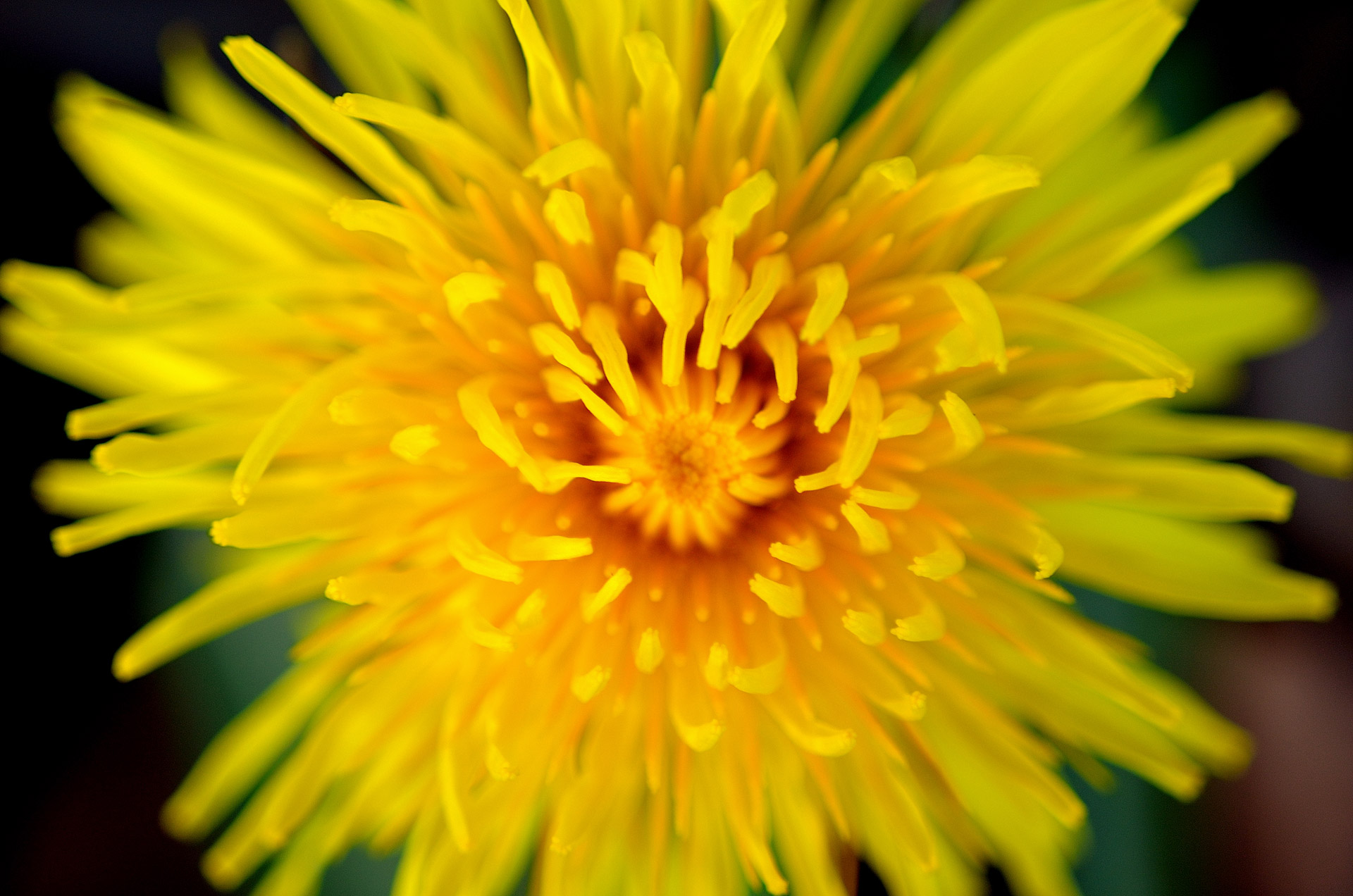 dandelion macro flower free photo