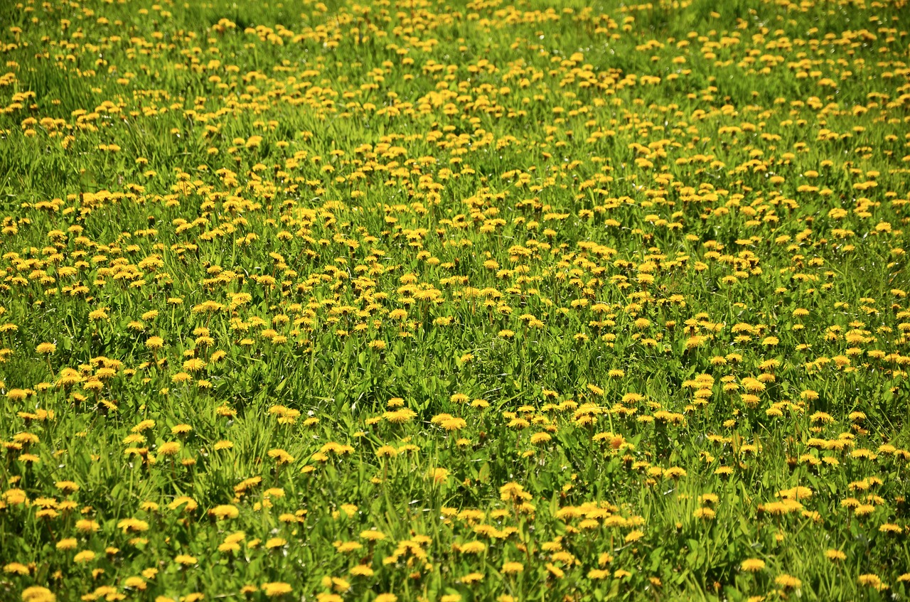 dandelion meadow dandelion meadow free photo