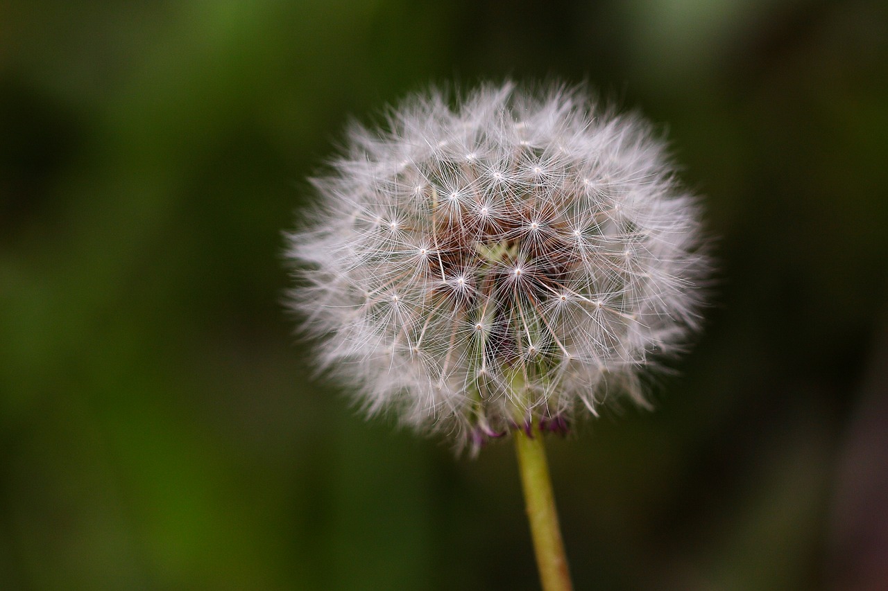 dandelion mr hall  nature  plants free photo