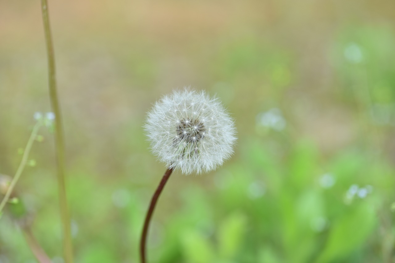 dandelion mr hall  mr hall  seeds free photo