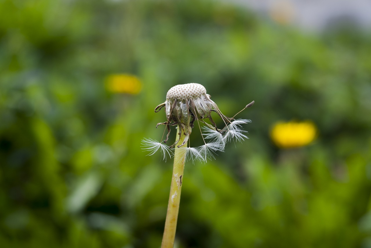 dandelion old nature taraxacum free photo