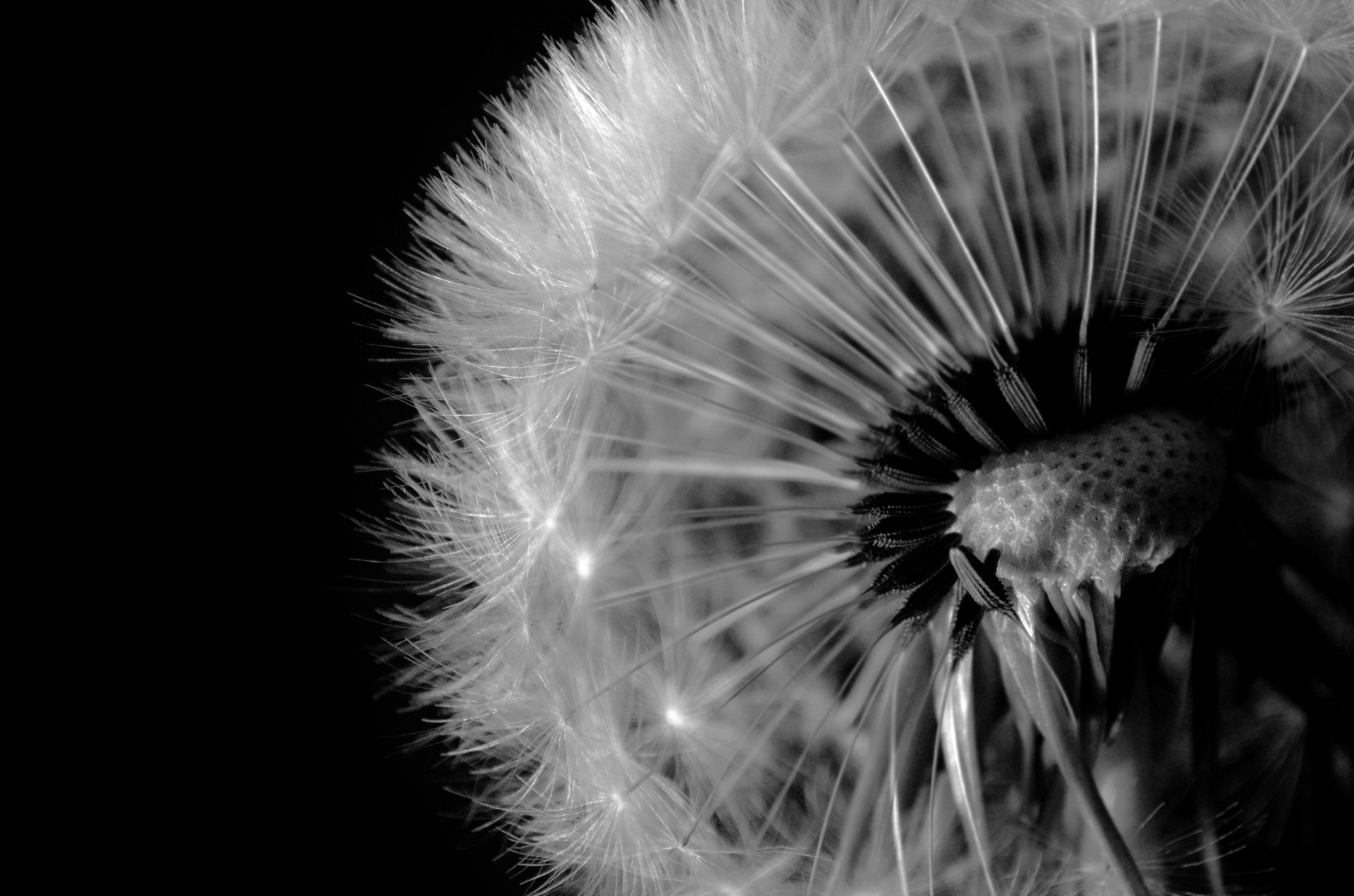 black seed dandelion free photo