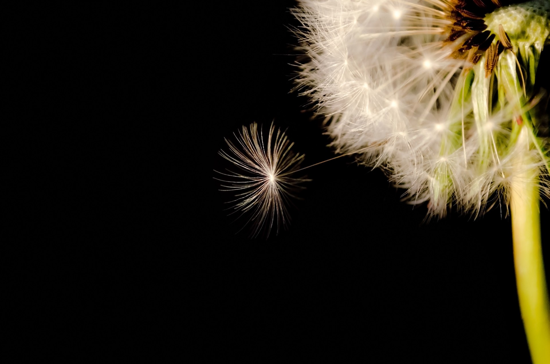 black seed dandelion free photo