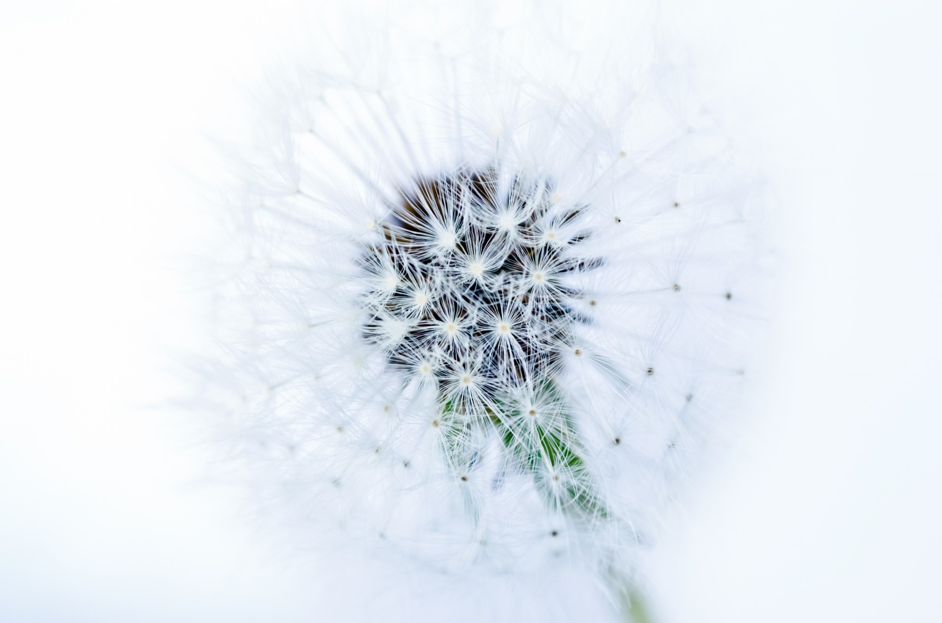 white seed dandelion free photo