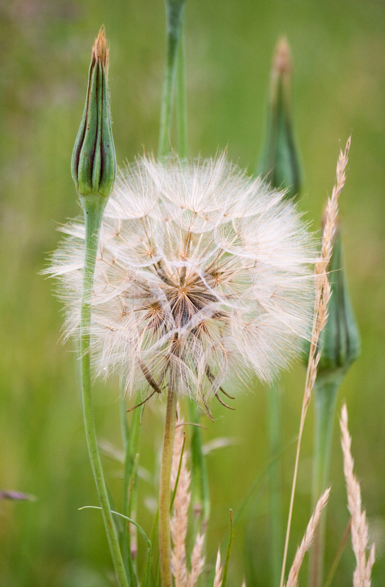 dandelion puff flower free photo