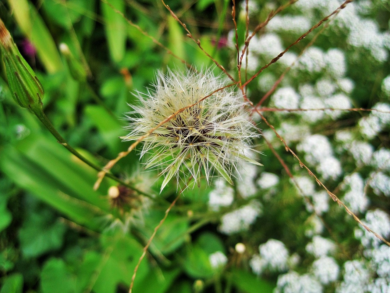 dandelion seed head dandelion seed free photo